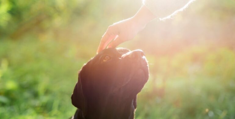 Servicios para mascotas: un último adiós digno