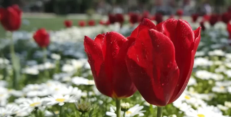 El valor de las flores en la despedida